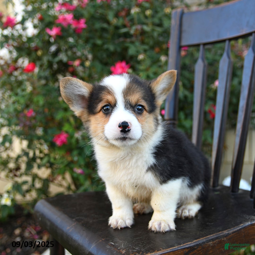 Welsh Corgi Pembroke dogs for sale: Cowboy - Ad 2