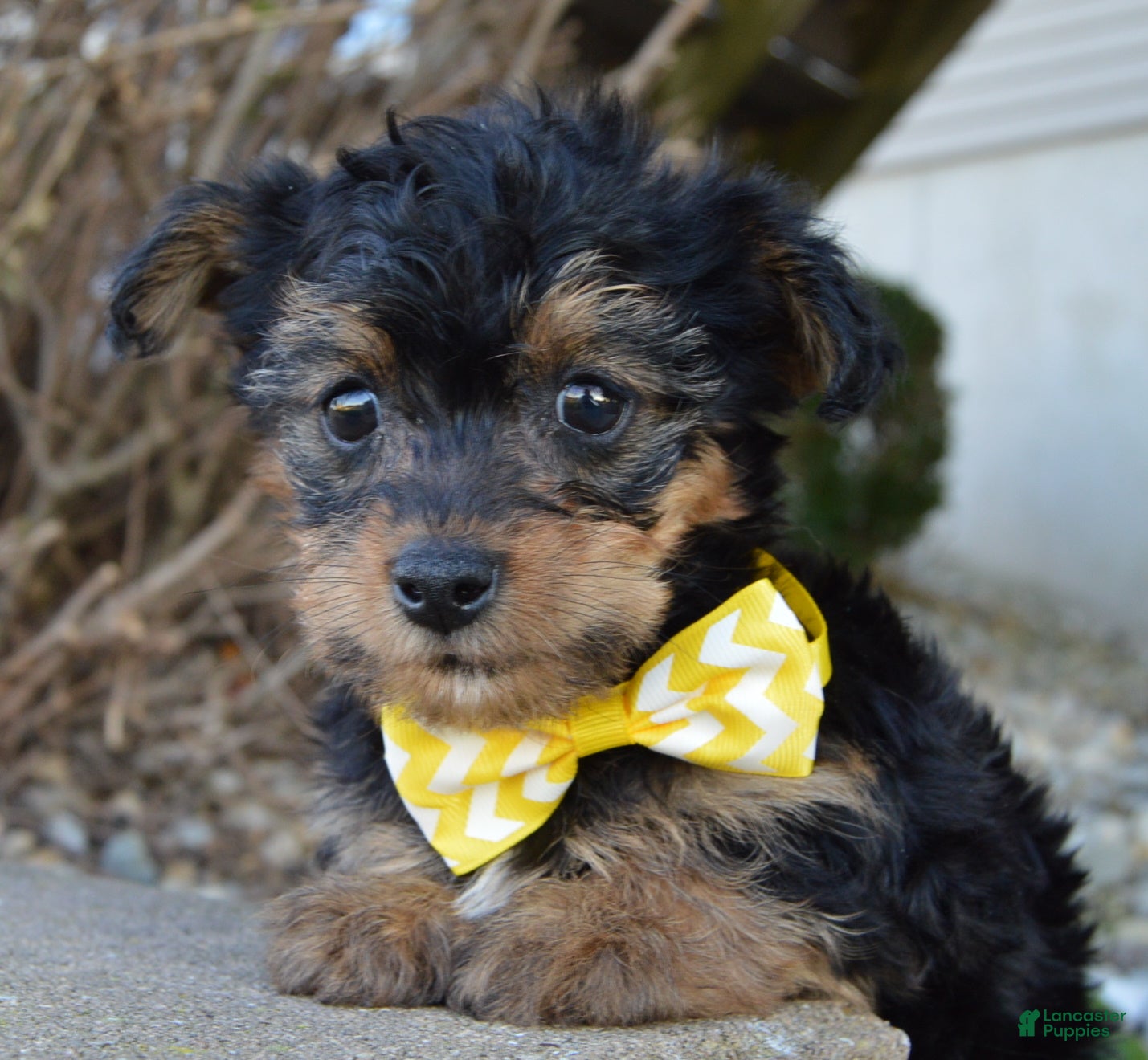 Yorkiepoo dogs for sale: Tiny Sam - Ad 2