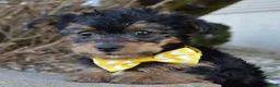 Yorkiepoo dogs for sale: Tiny Sam - Ad 2