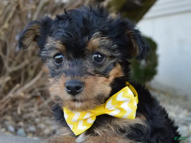 Yorkiepoo dogs for sale: Tiny Sam - Ad 2