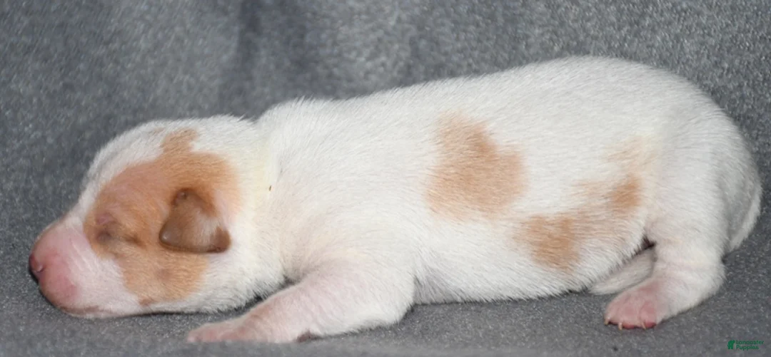 Rat Terrier dogs for sale: Brasher - Ad 2
