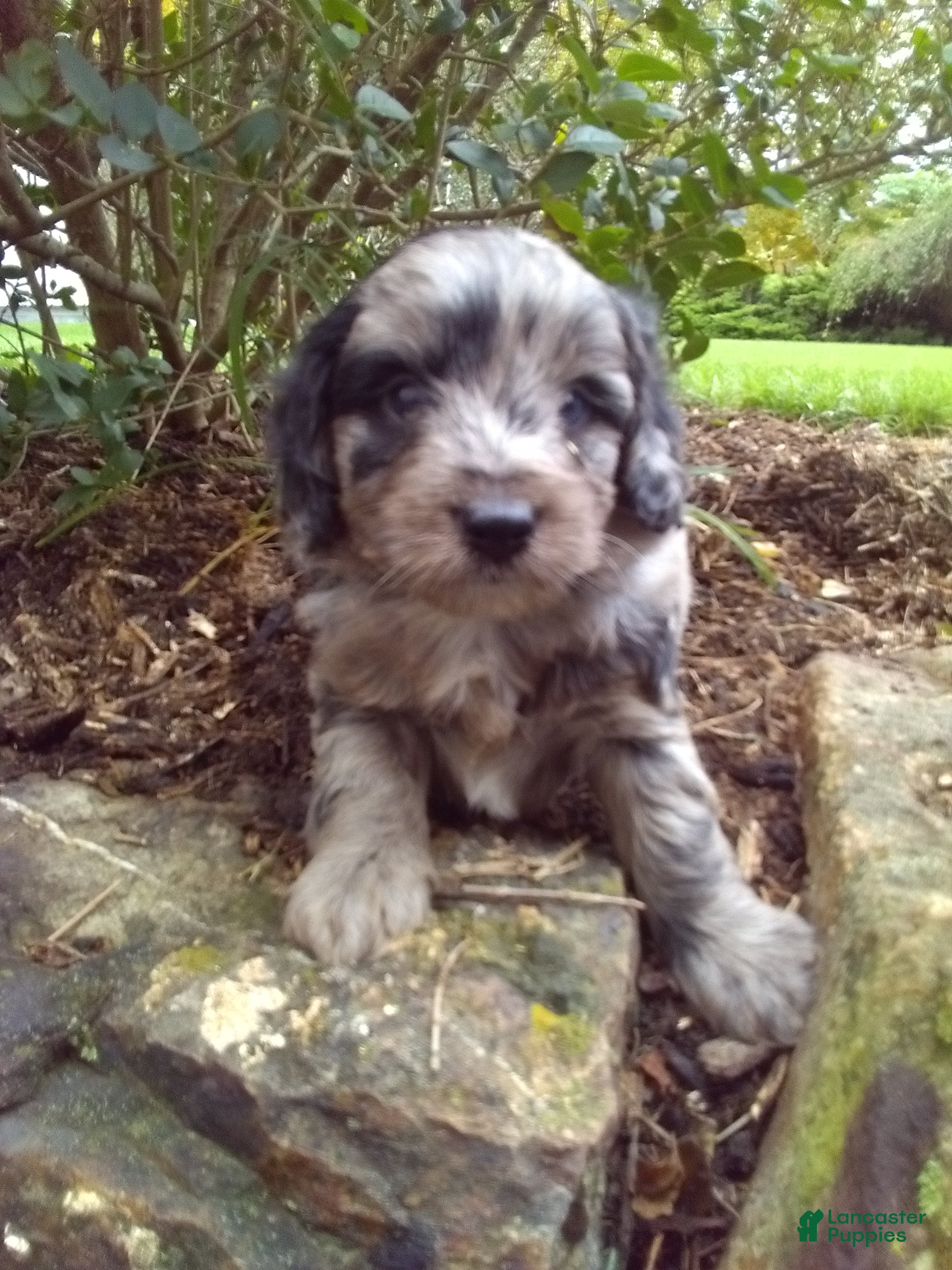 Mini Aussiedoodle dogs Dusty - Ad 2