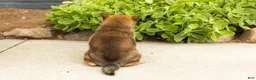 Shiba Inu dogs for sale: Brent  - Ad 5
