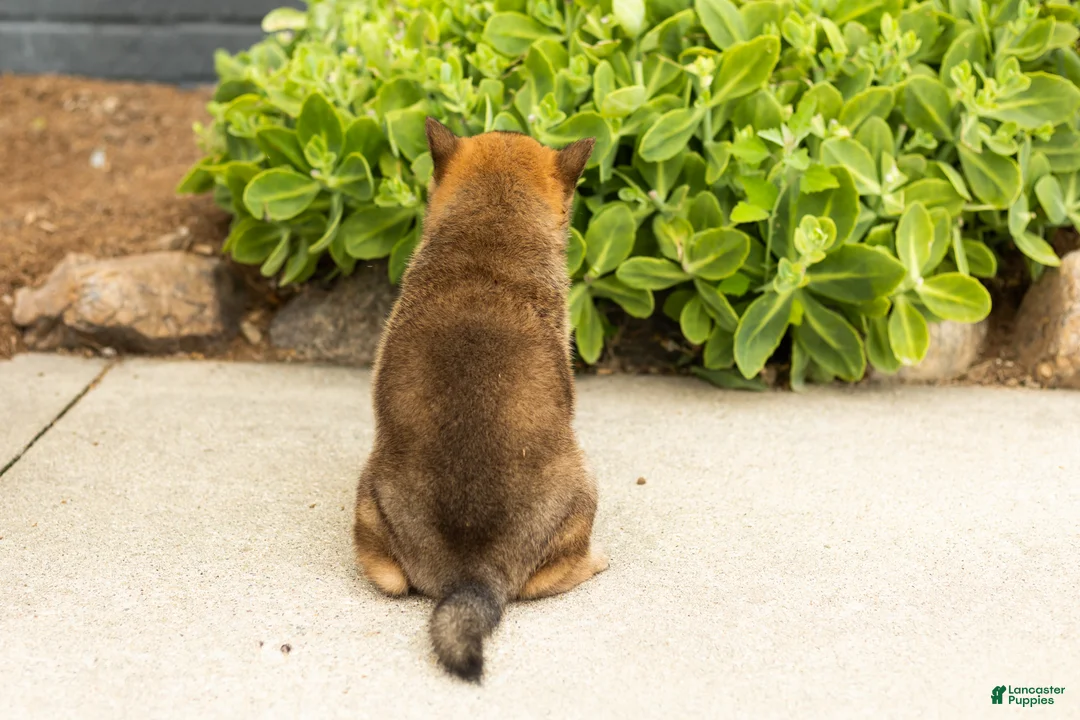 Shiba Inu dogs for sale: Brent  - Ad 5