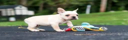 French Bulldog dogs for sale: Koby - Ad 12