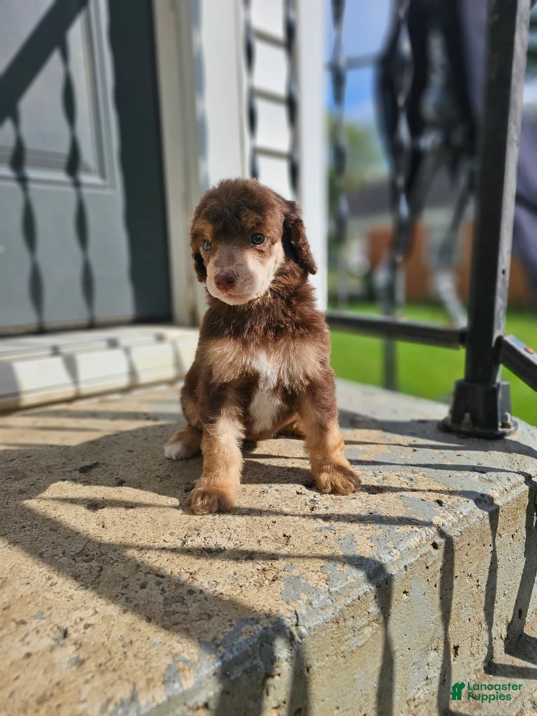 Standard Poodle dogs for sale: Padmè - Ad 1