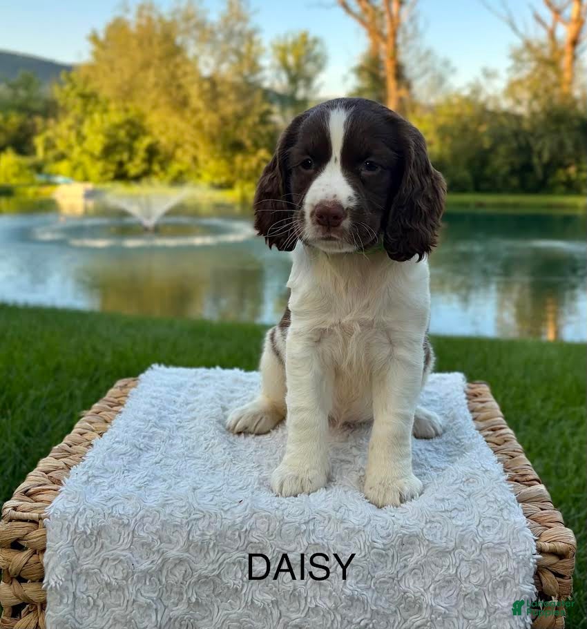 English Springer Spaniel dogs Daisy - Ad 12