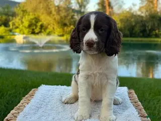 English Springer Spaniel dogs Daisy - Ad 12