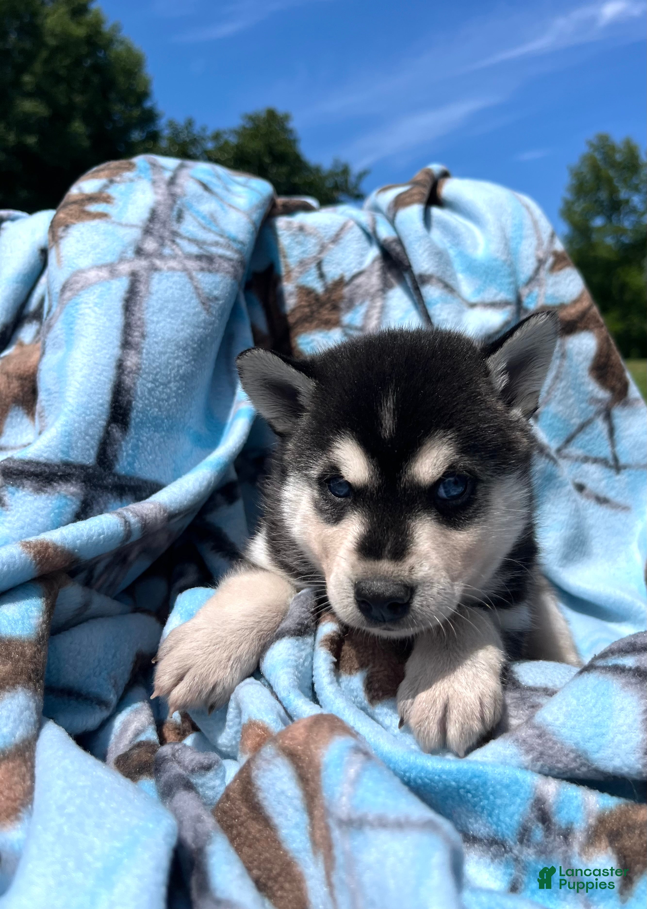 Alaskan Klee Kai dogs Thor❤️ICA Registered🐾Text or call 610-643-6846 - Ad 1