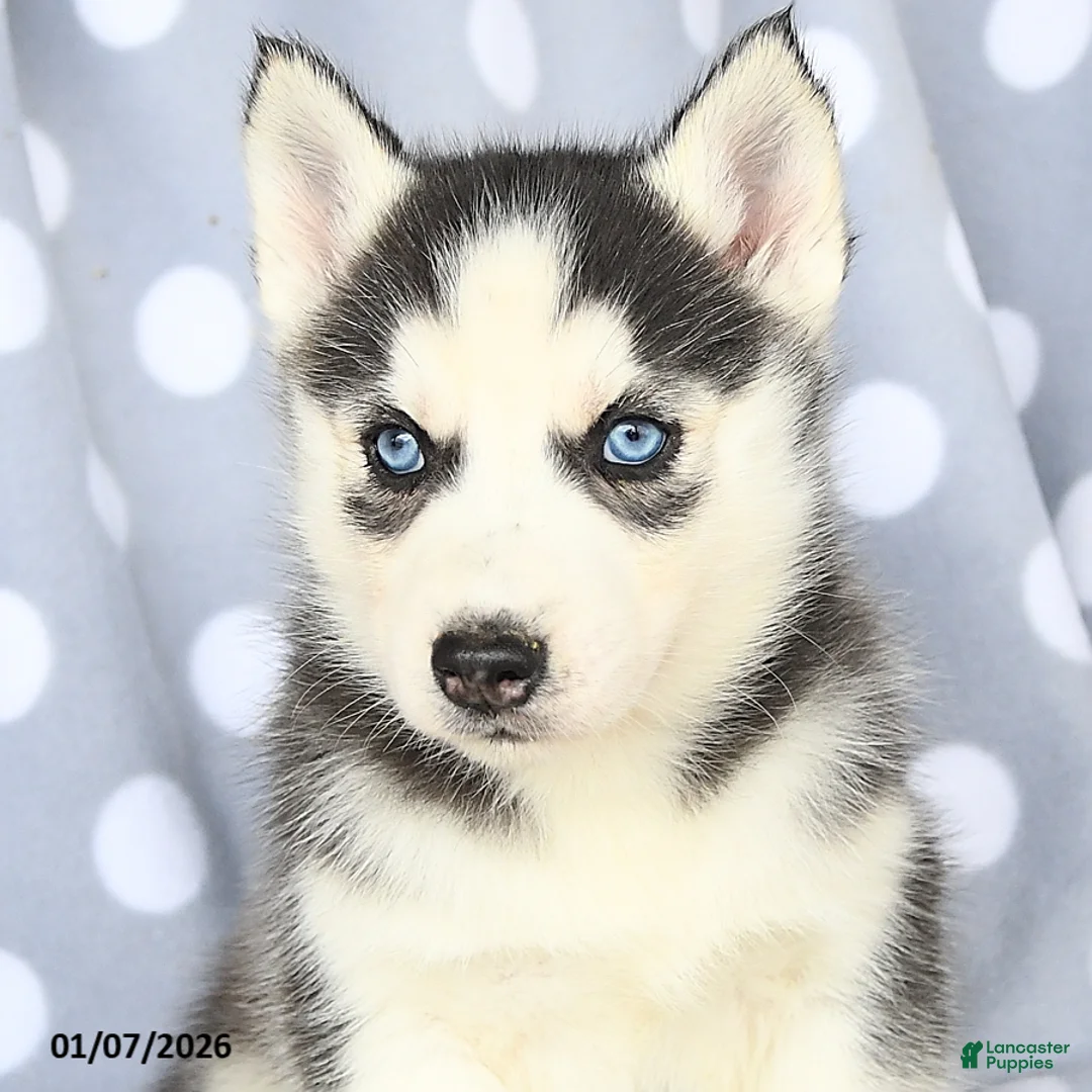 Siberian Husky dogs for sale: Cresent - Ad 4