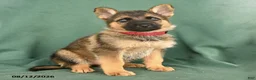German Shepherd dogs for sale: Gabby - Ad 3