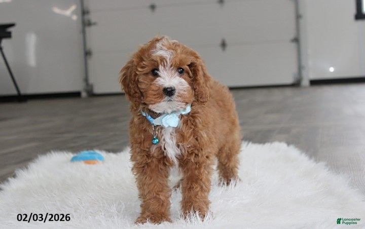 Cavapoo dogs Elliot - Ad 6
