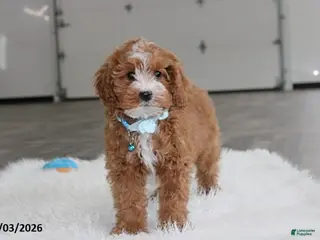 Cavapoo dogs Elliot - Ad 6