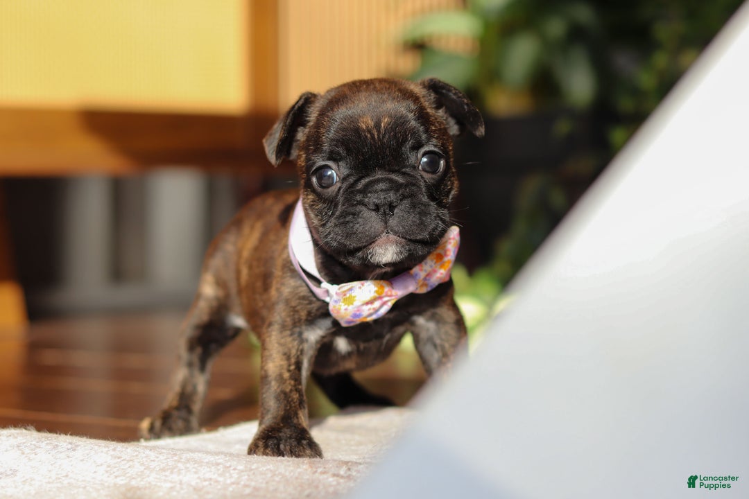French Bulldog dogs for sale: Shiloh - Ad 4
