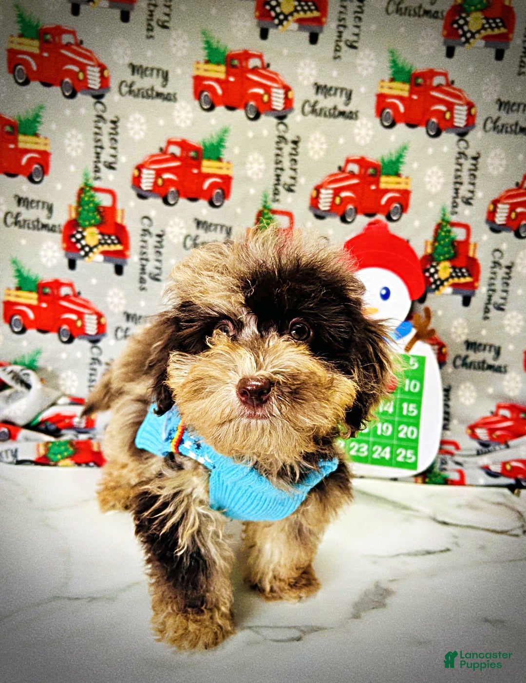 Havapoo dogs for sale: YoYo - Ad 4