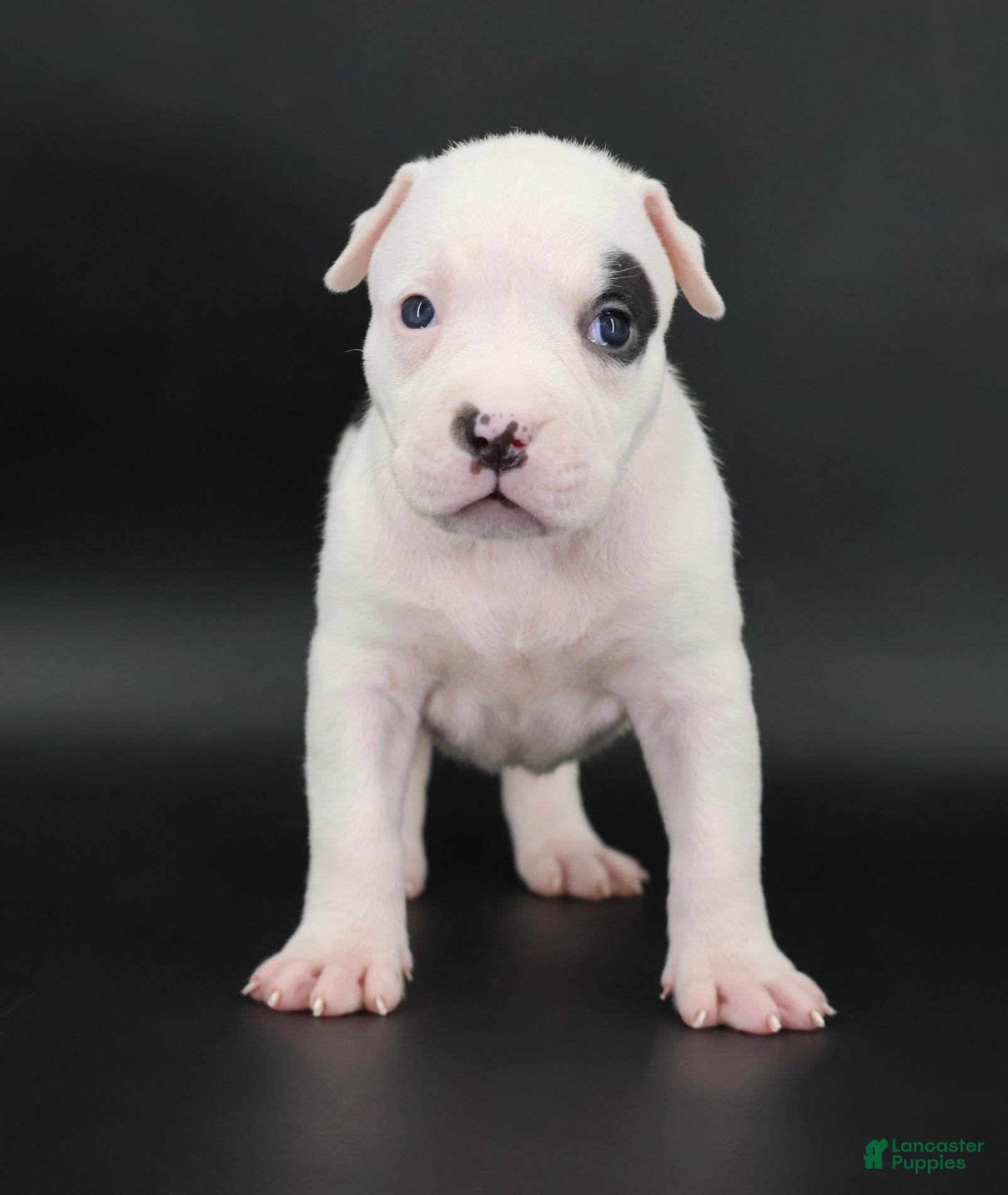 American Bully dogs Helen - XL - ABKC - Ad 1