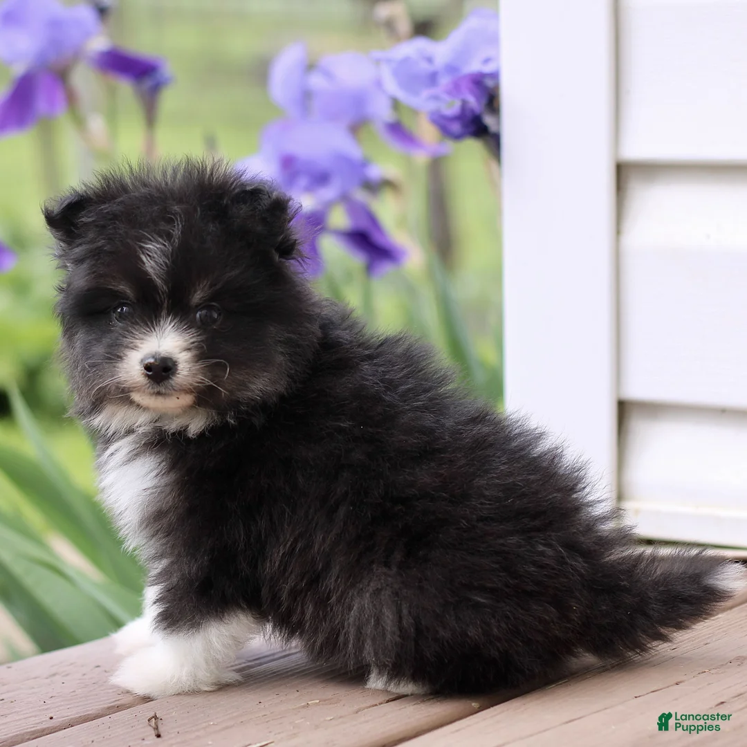 Pomsky dogs for sale: Max  - Ad 2