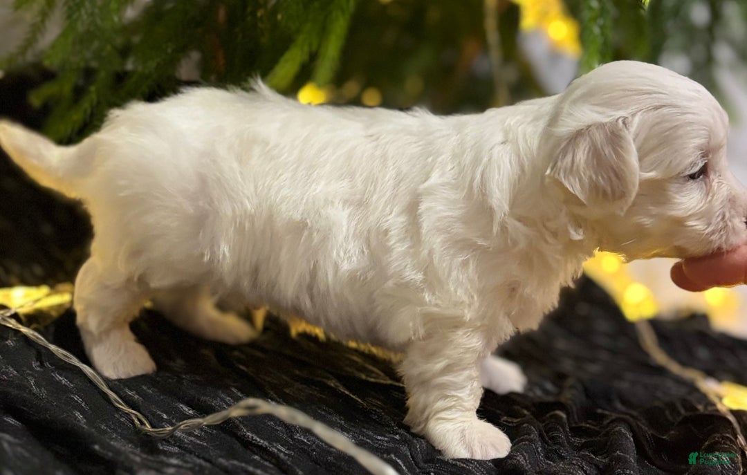 Maltese dogs for sale: Cody - Ad 6