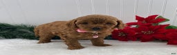 Cavapoo dogs for sale: Sunshine - Ad 4