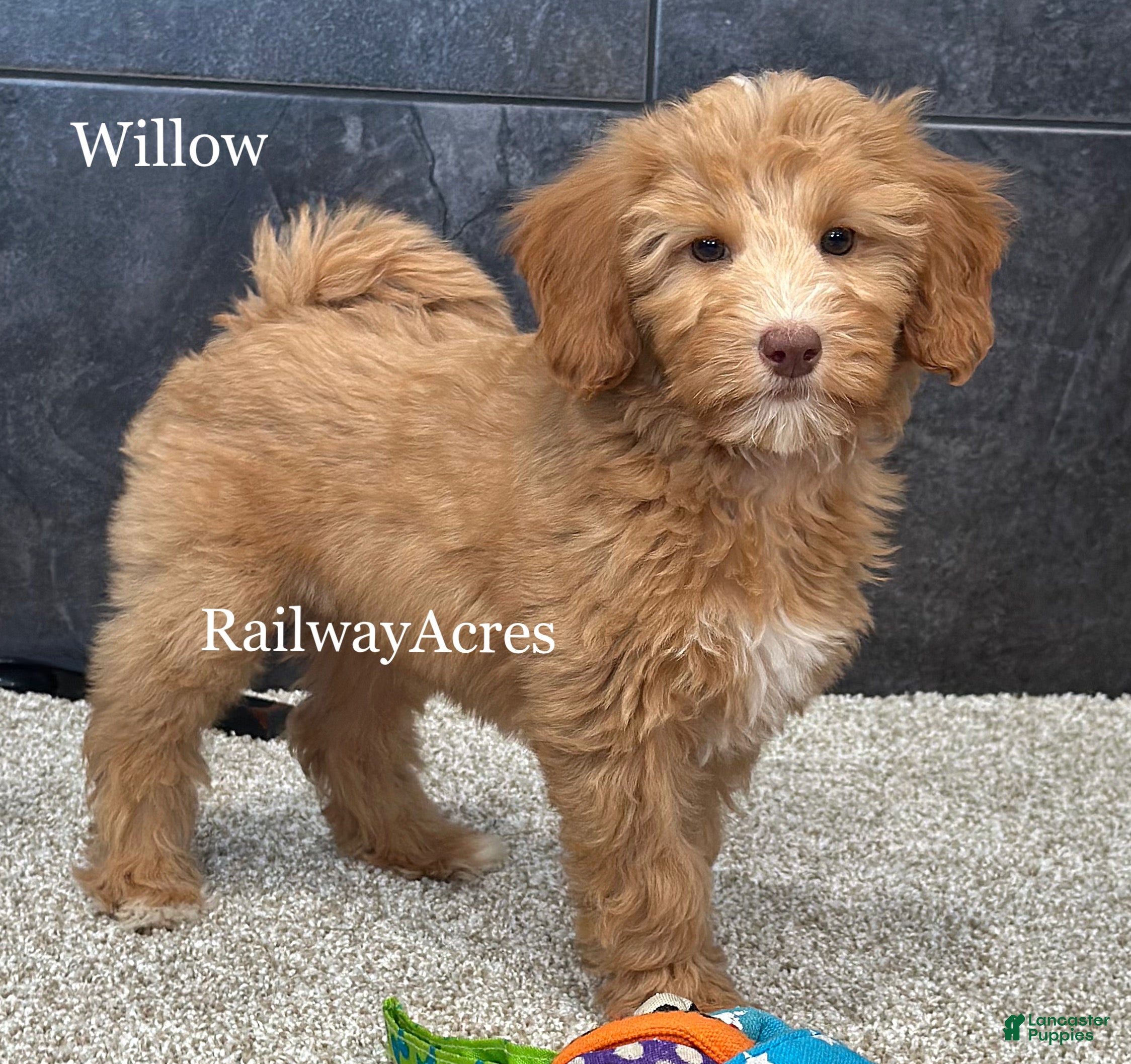 Mixed Breed dogs Willow - Ad 34