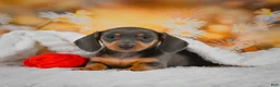 Miniature Dachshund dogs for sale: Dory - Ad 8