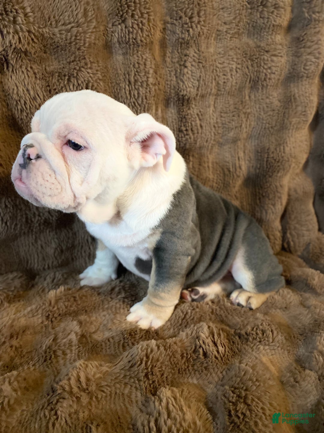English Bulldog dogs for sale: Banksy - Ad 9