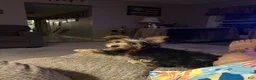 Yorkshire Terrier dogs for sale: Yorkshire Terrier 2 - Ad 3