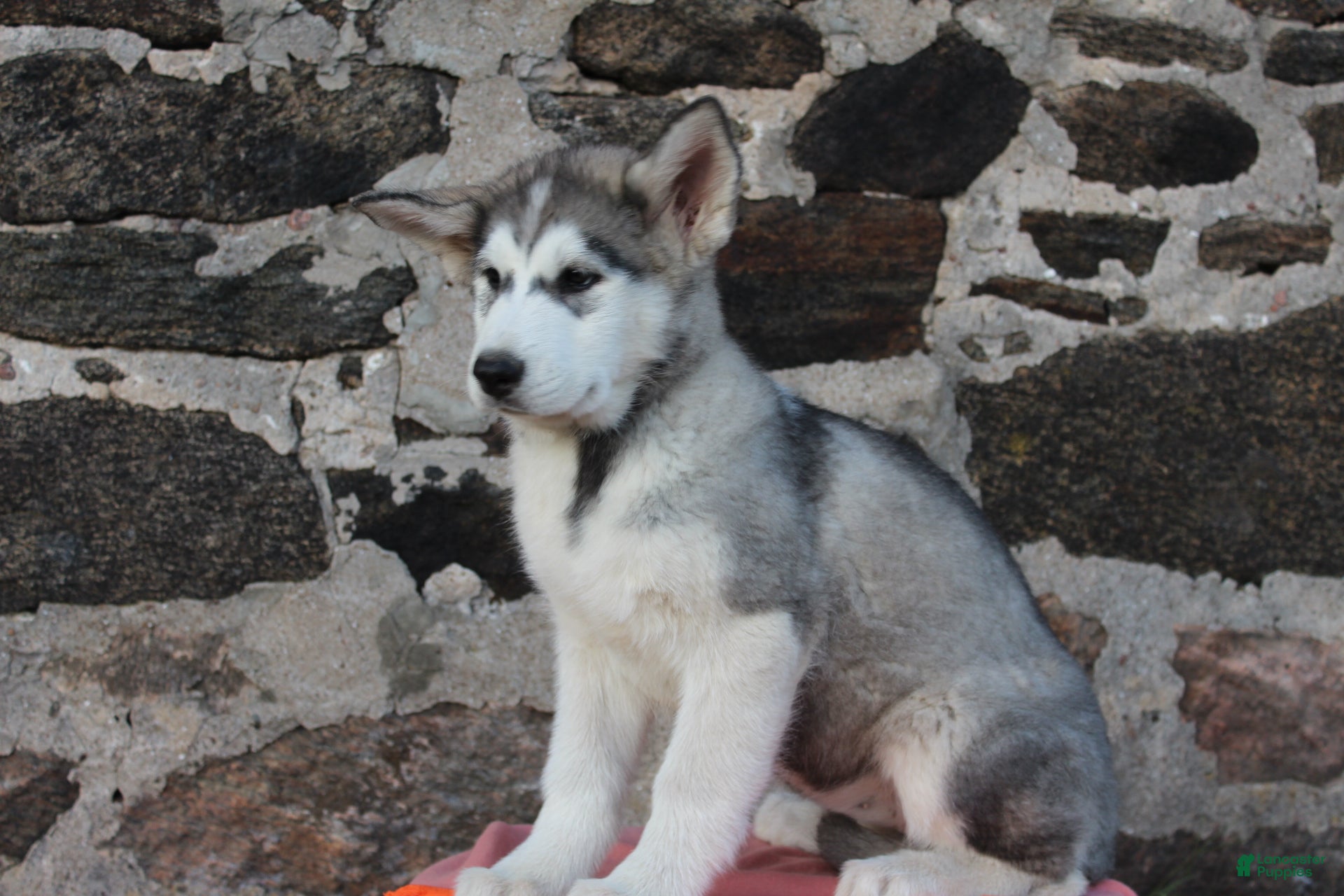 Alaskan Malamute dogs Bailey - Ad 2