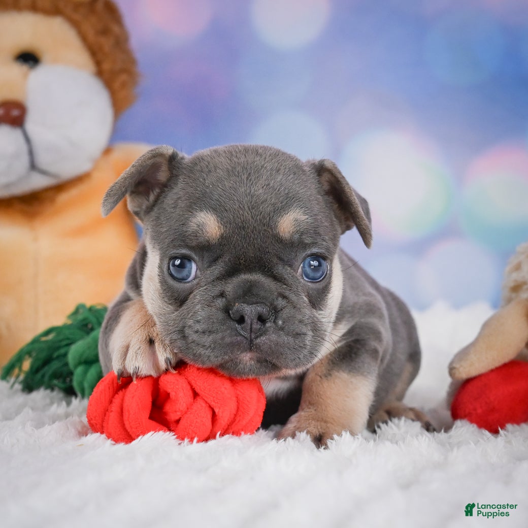 French Bulldog dogs for sale: Copper - Ad 8