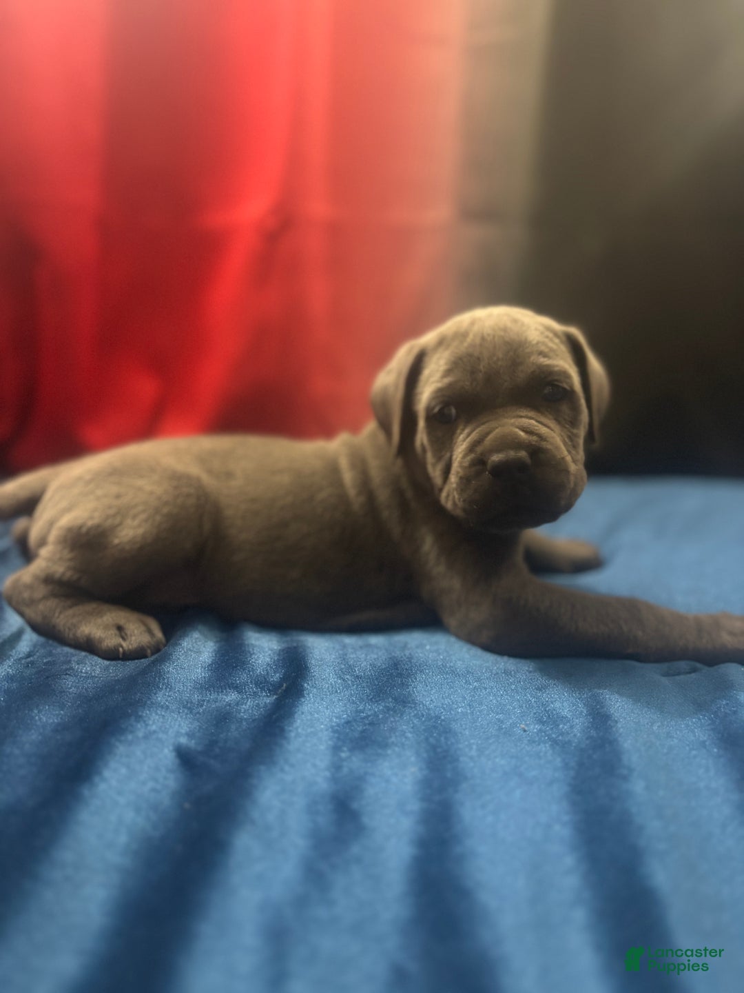 Cane Corso dogs for sale: Stella - Ad 2