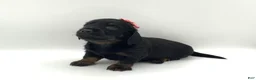 Miniature Dachshund dogs for sale: Kayle - Ad 1