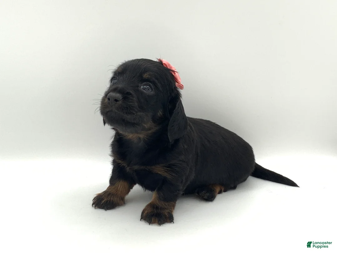 Miniature Dachshund dogs for sale: Kayle - Ad 1