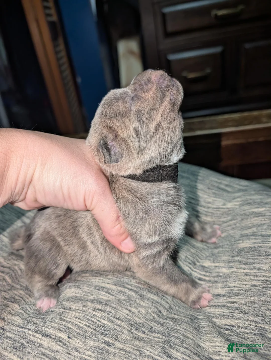 Cane Corso dogs for sale: Bo - Ad 2