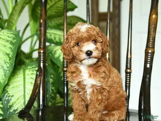 Miniature Poodle dogs for sale: Eden - Ad 1