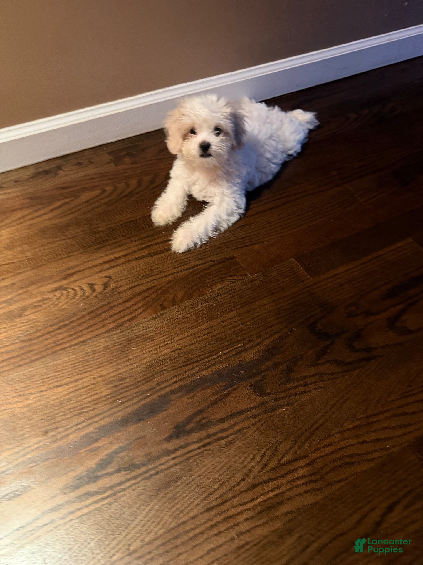 Shih Tzu dogs Shih Tzu 1 - Ad 10