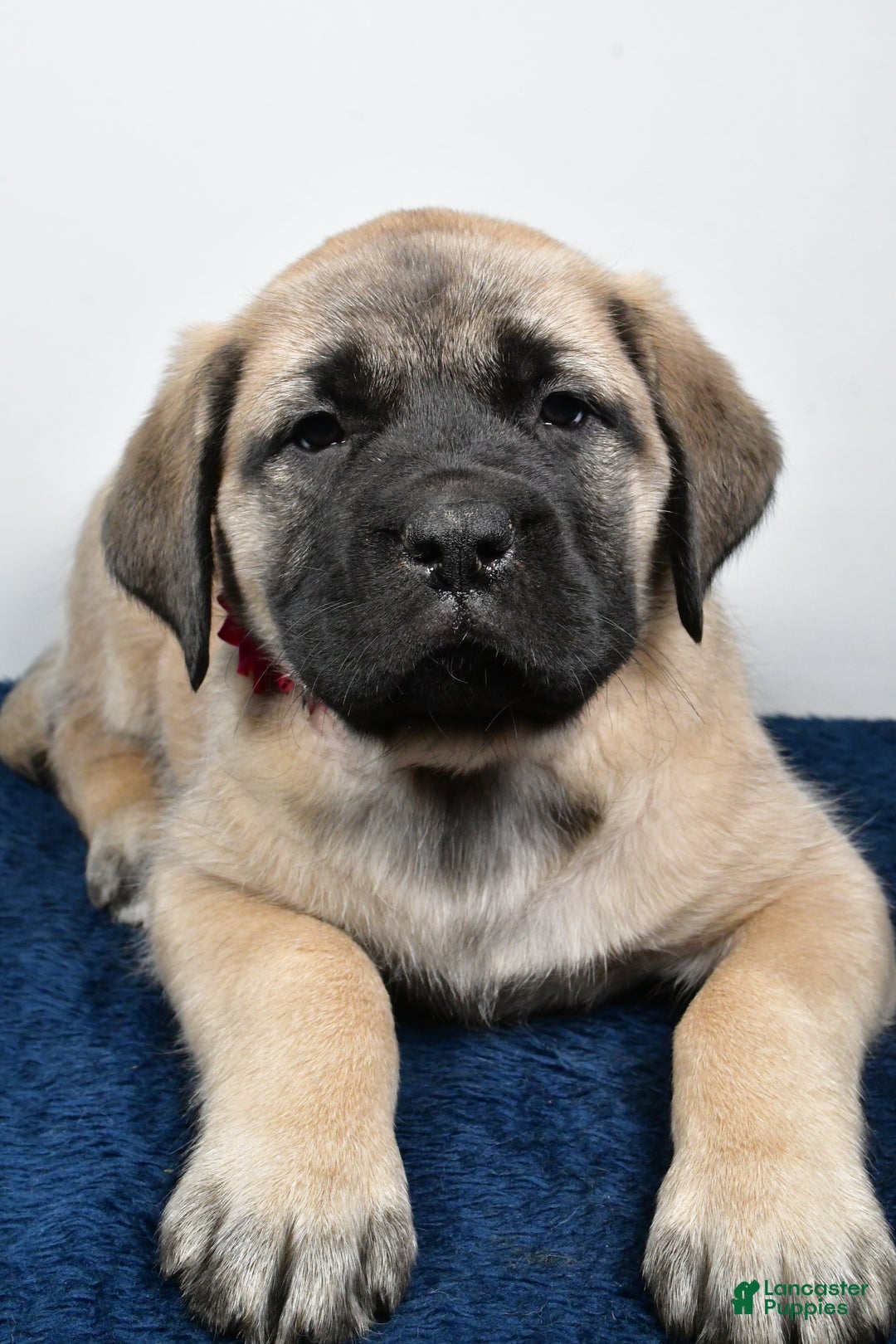 English Mastiff dogs for sale: Sugar - Ad 4