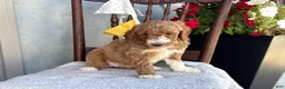 Goldendoodle dogs for sale: Coco - Ad 7