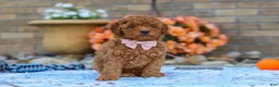 Cavapoo dogs for sale: Fletcher - Ad 4