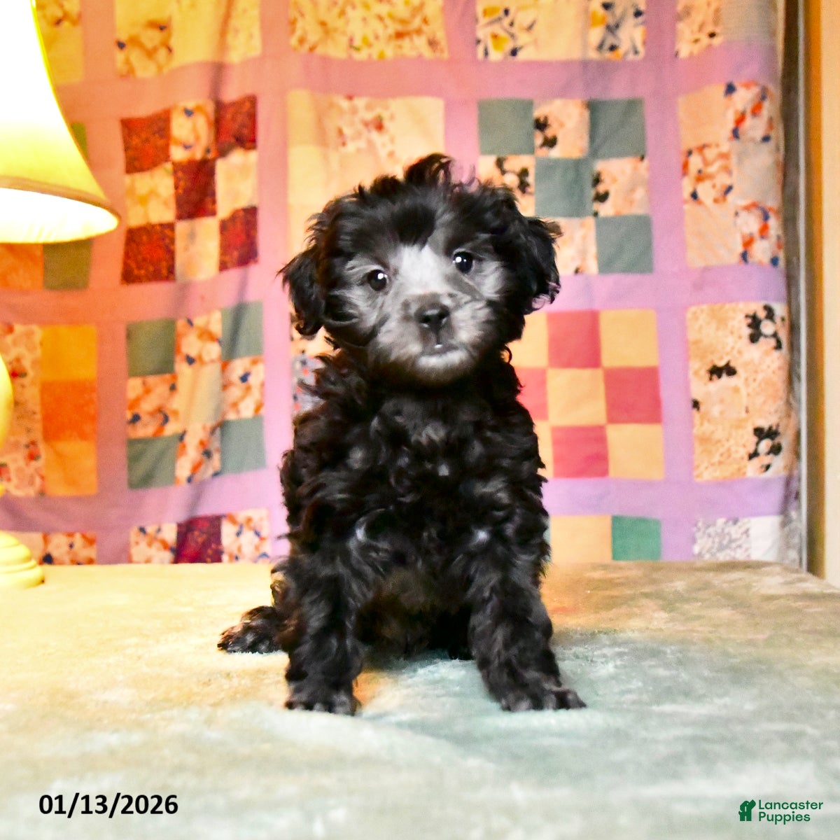 Mini Aussiedoodle dogs Blitzen  - Ad 9