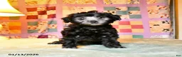 Mini Aussiedoodle dogs for sale: Blitzen  - Ad 1