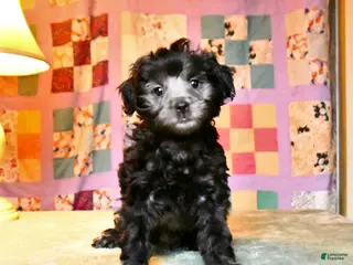 Mini Aussiedoodle dogs Blitzen - Ad 2