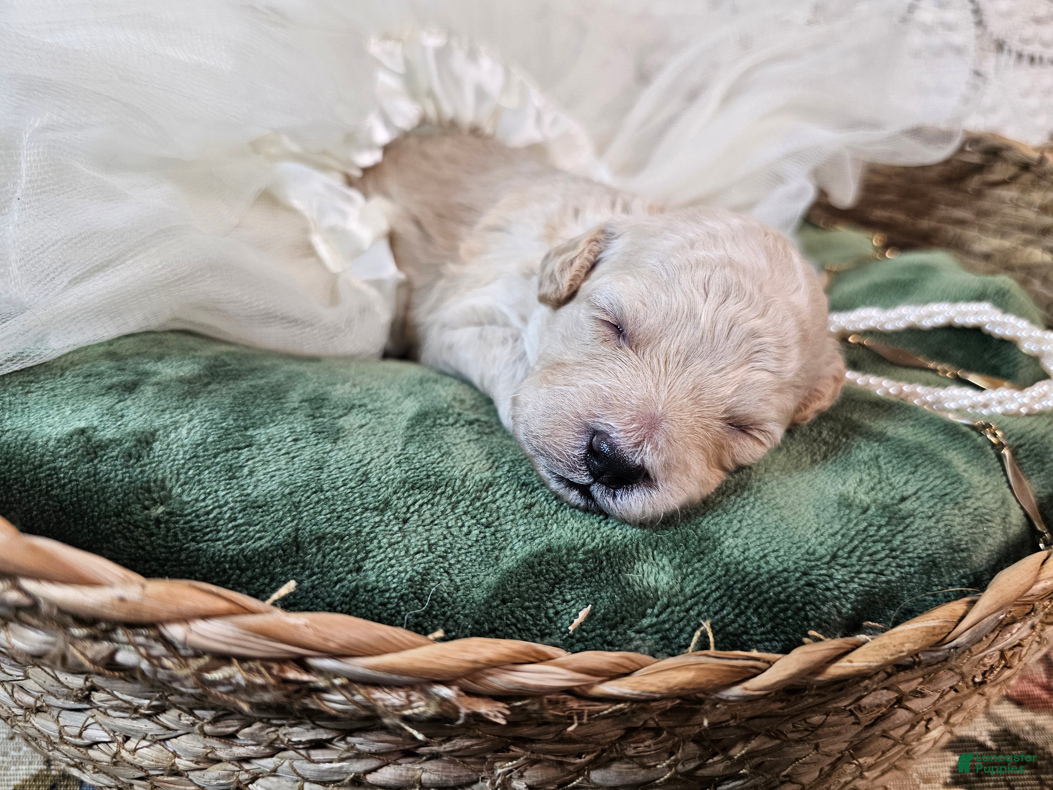 Mini Goldendoodle dogs Cassia - Ad 1