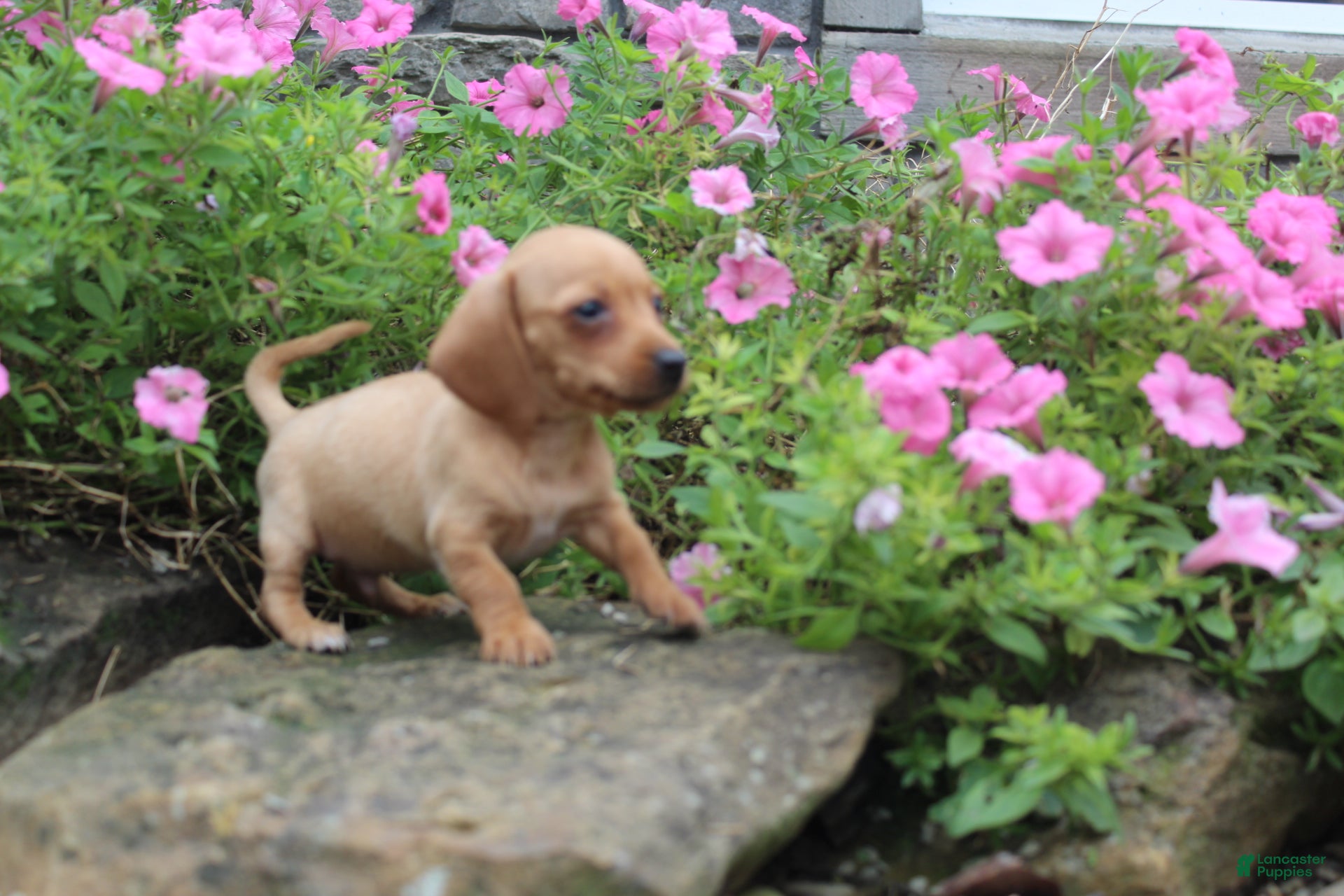 Miniature Dachshund dogs Ziggy - Ad 2