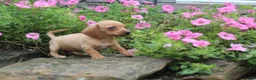 Miniature Dachshund dogs for sale: Ziggy - Ad 2