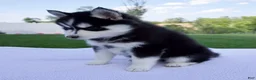 Pomsky dogs for sale: Savannah - Ad 4