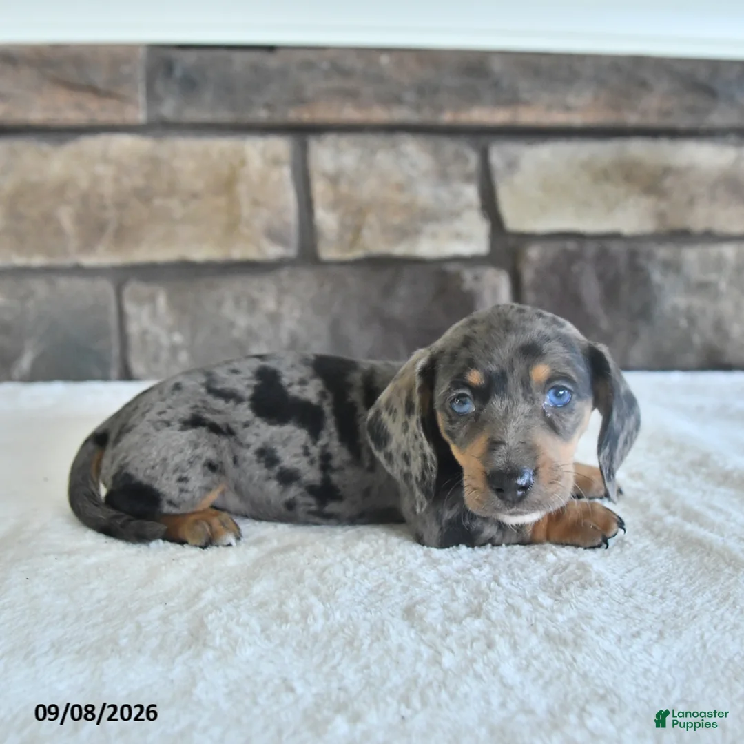 Miniature Dachshund dogs for sale: Libby - Ad 2