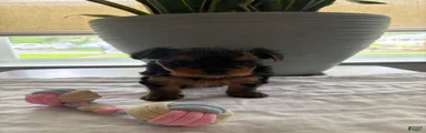Yorkshire Terrier Puppy 1