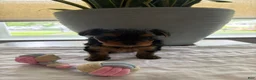Yorkshire Terrier dogs for sale: Yorkshire Terrier Puppy 1 - Ad 1