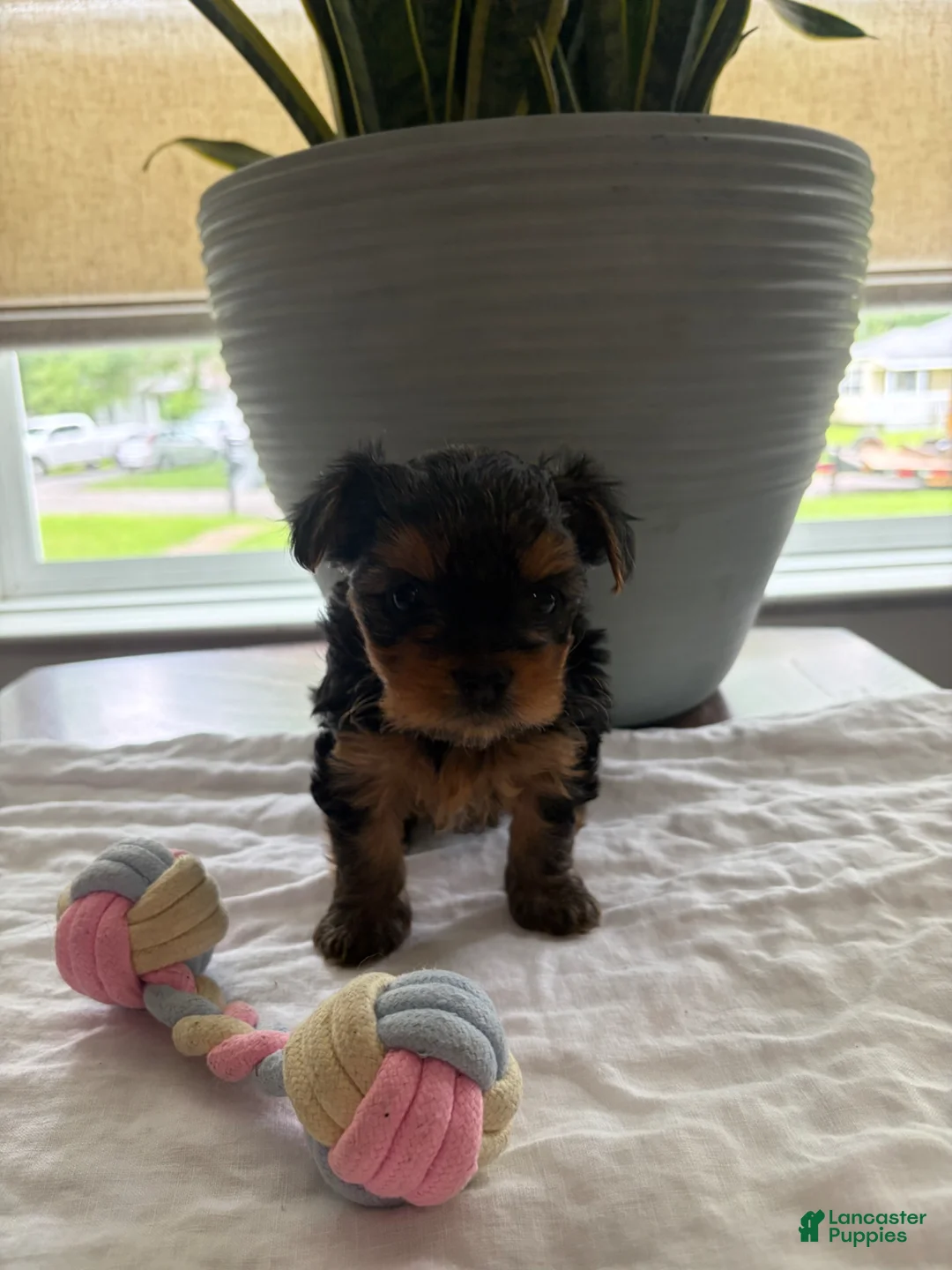 Yorkshire Terrier dogs for sale: Yorkshire Terrier Puppy 1 - Ad 1