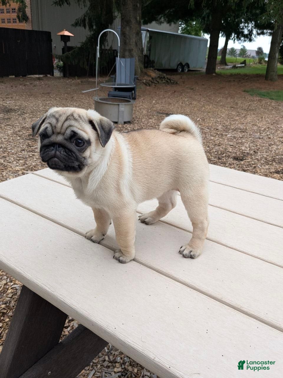 Pug dogs Charlotte - Ad 1